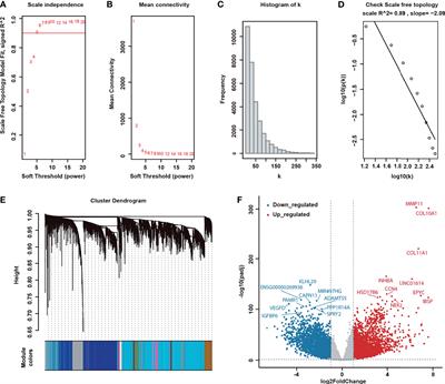 Single-Nucleotide Polymorphisms Promote Dysregulation Activation by Essential Gene Mediated Bio-Molecular Interaction in Breast Cancer